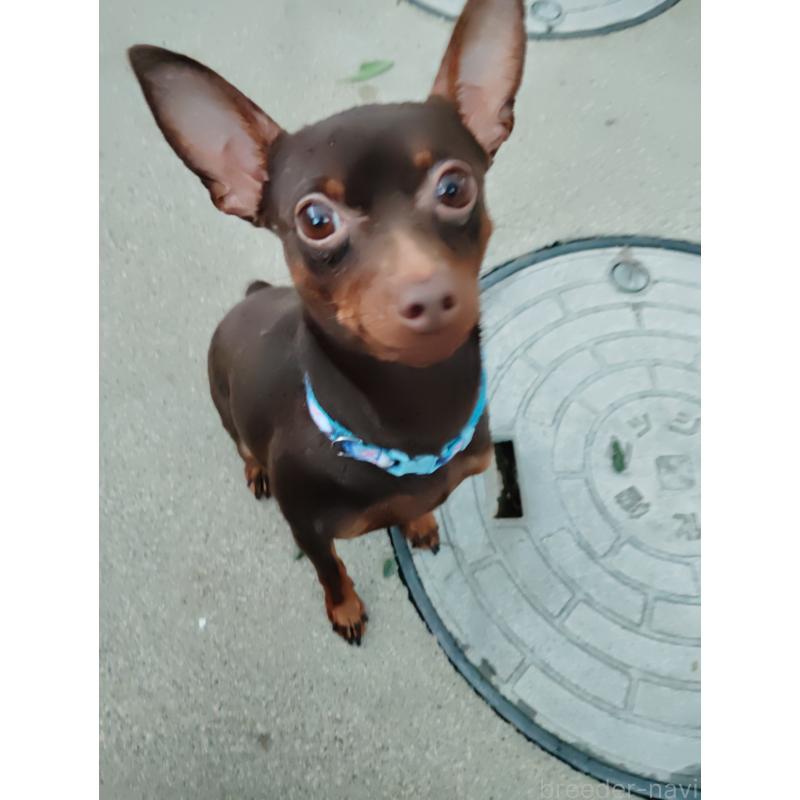 くまちゃんくん1枚目