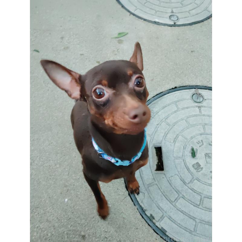 くまちゃんくん1枚目