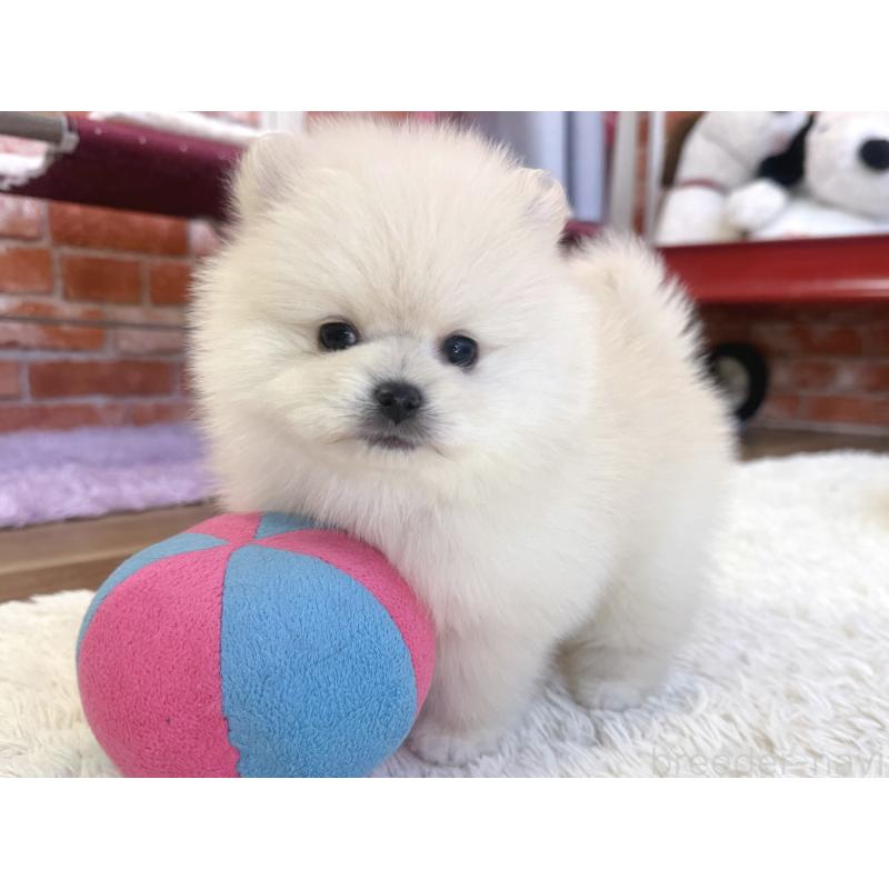 販売中の神奈川県のポメラニアン-442094の6枚目