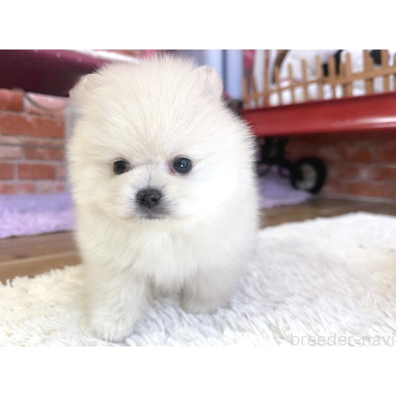 販売中の神奈川県のポメラニアン-442094の3枚目
