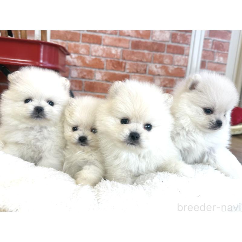 販売中の神奈川県のポメラニアン-442094の2枚目