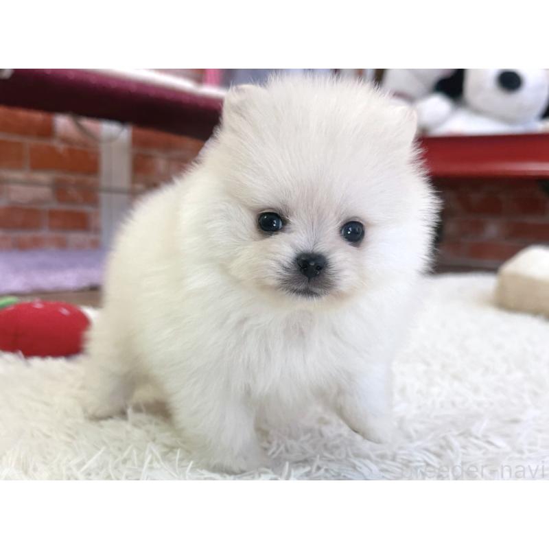 販売中の神奈川県のポメラニアン-442095の6枚目