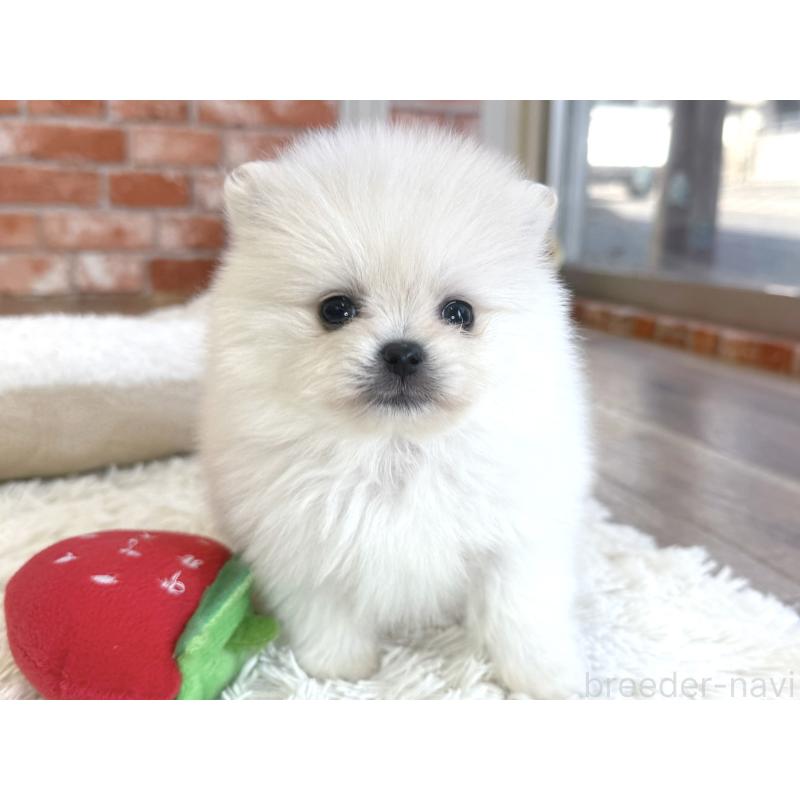 販売中の神奈川県のポメラニアン-442095の5枚目