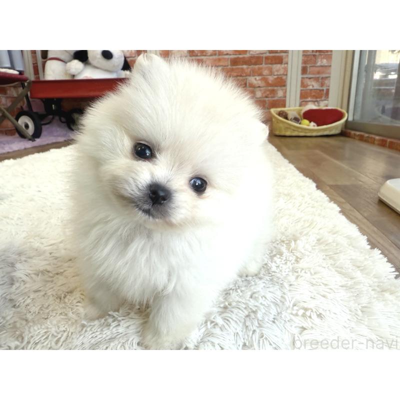 販売中の神奈川県のポメラニアン-442095の4枚目