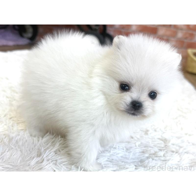 販売中の神奈川県のポメラニアン-442095の3枚目