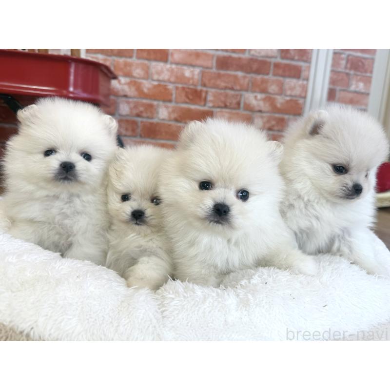 販売中の神奈川県のポメラニアン-442095の2枚目