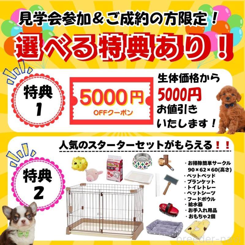 販売中の静岡県のチワワ(ロングコート)-439037の2枚目