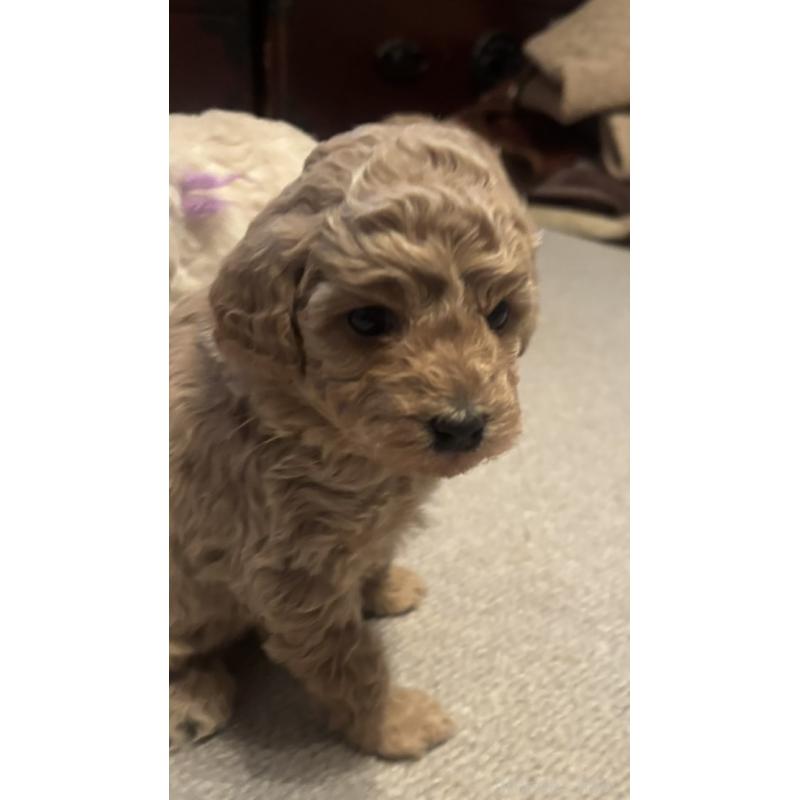 成約済の東京都のミニチュアプードル-438268の4枚目