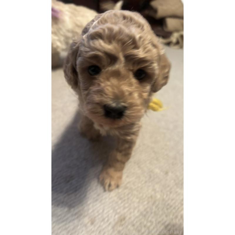 販売中の東京都のミディアムプードル-438268