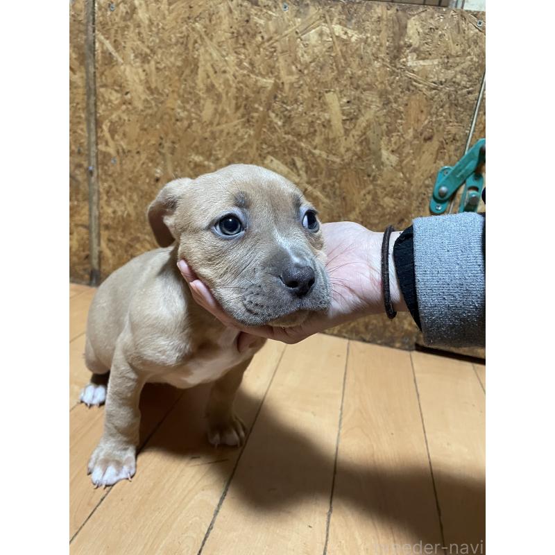 商談中の佐賀県のアメリカンピットブルテリア-436135の18枚目