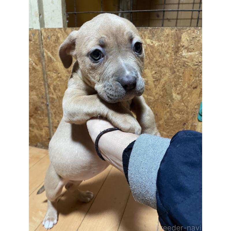 商談中の佐賀県のアメリカンピットブルテリア-436135の17枚目