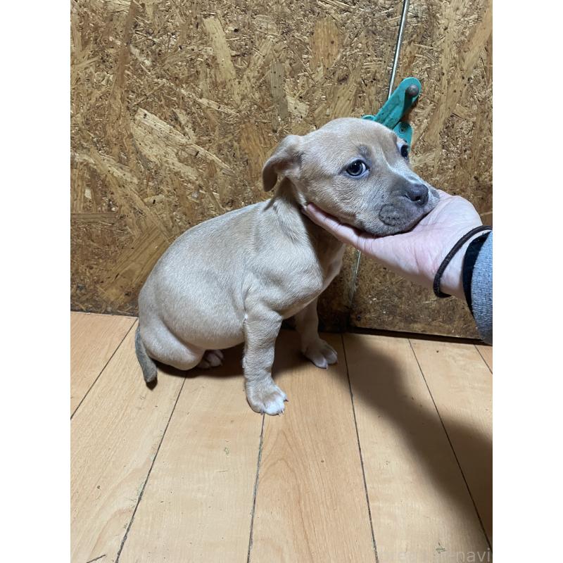 商談中の佐賀県のアメリカンピットブルテリア-436135の14枚目