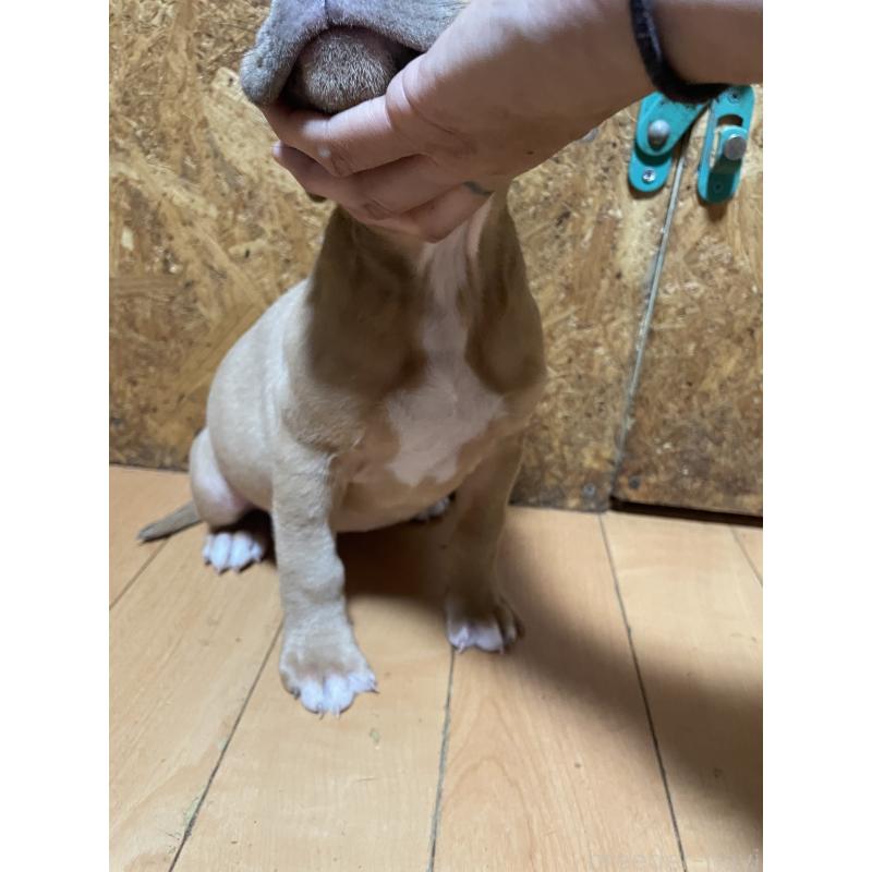 商談中の佐賀県のアメリカンピットブルテリア-436135の13枚目