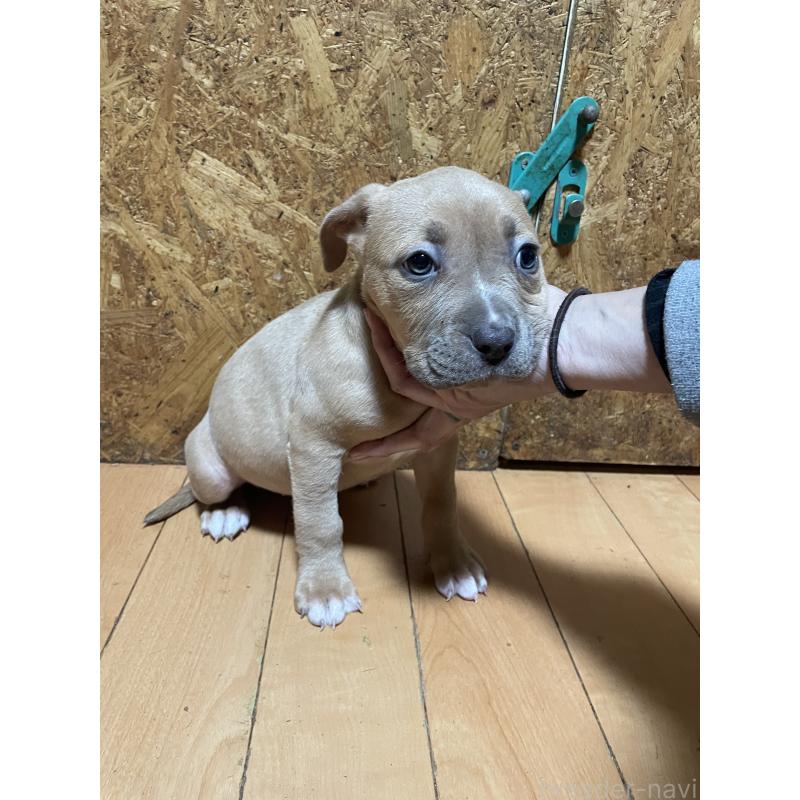 商談中の佐賀県のアメリカンピットブルテリア-436135の12枚目