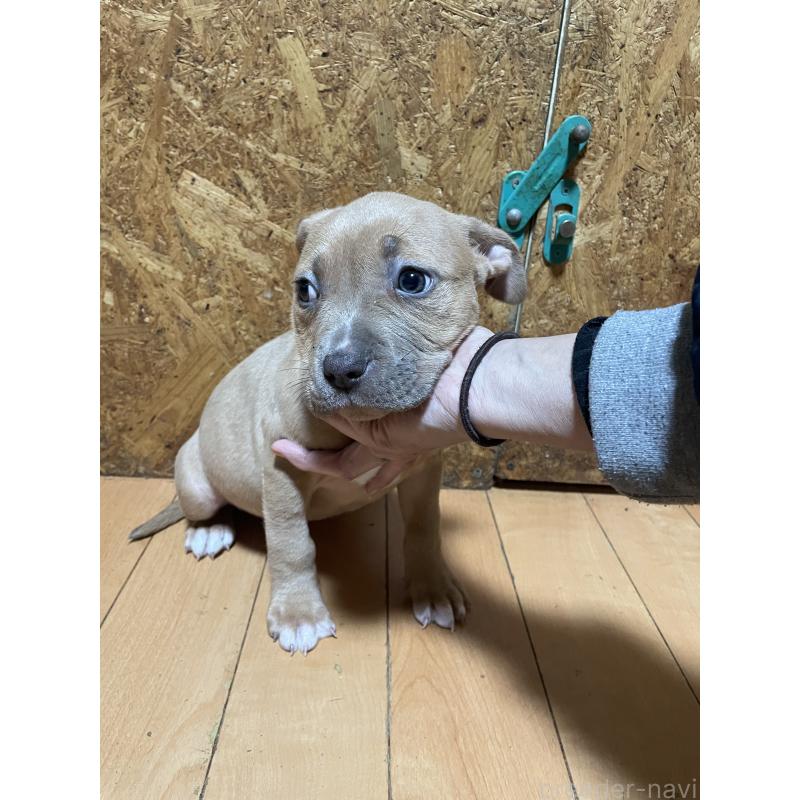 商談中の佐賀県のアメリカンピットブルテリア-436135の11枚目