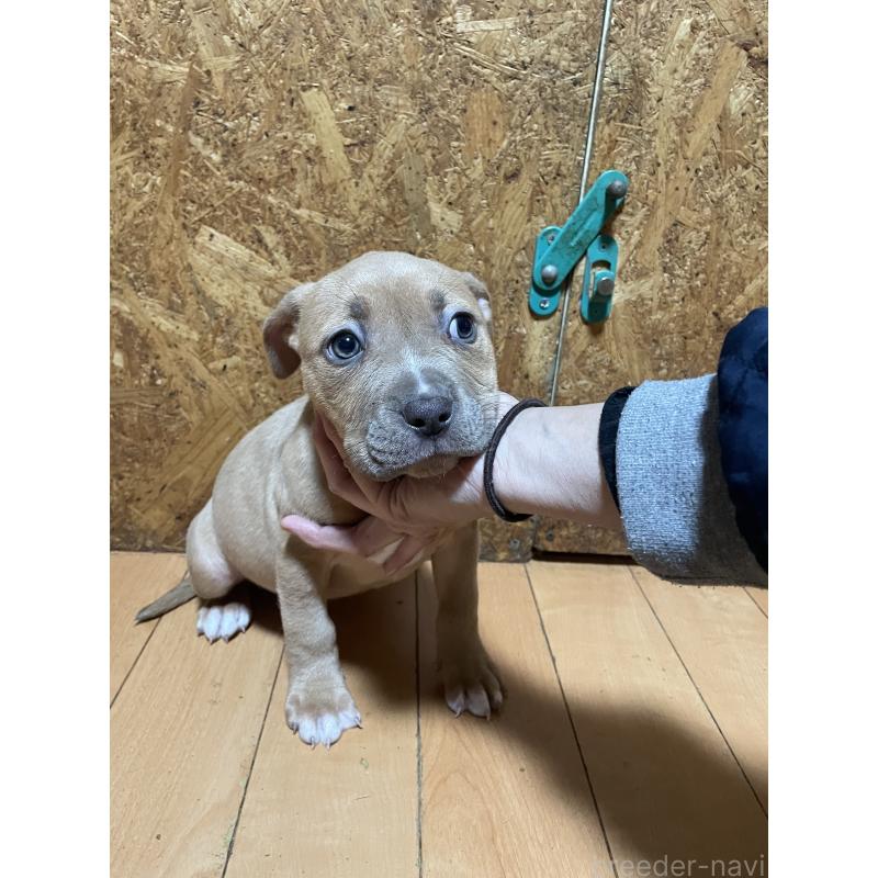 商談中の佐賀県のアメリカンピットブルテリア-436135の10枚目