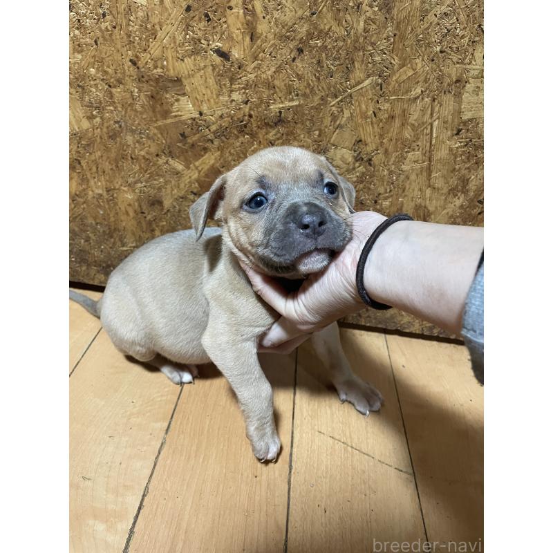 商談中の佐賀県のアメリカンピットブルテリア-435130の8枚目