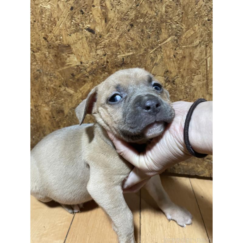 商談中の佐賀県のアメリカンピットブルテリア-435130の7枚目