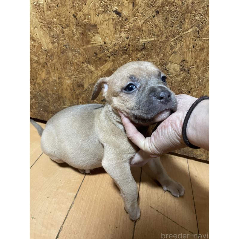 商談中の佐賀県のアメリカンピットブルテリア-435130の6枚目