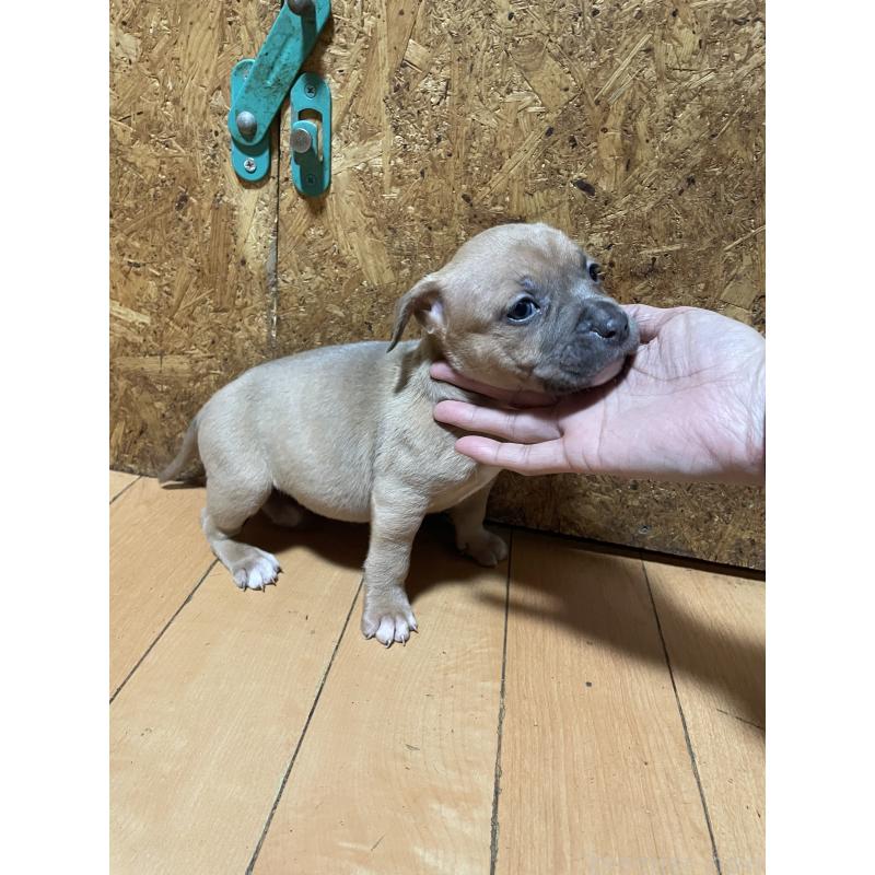 商談中の佐賀県のアメリカンピットブルテリア-435130の5枚目