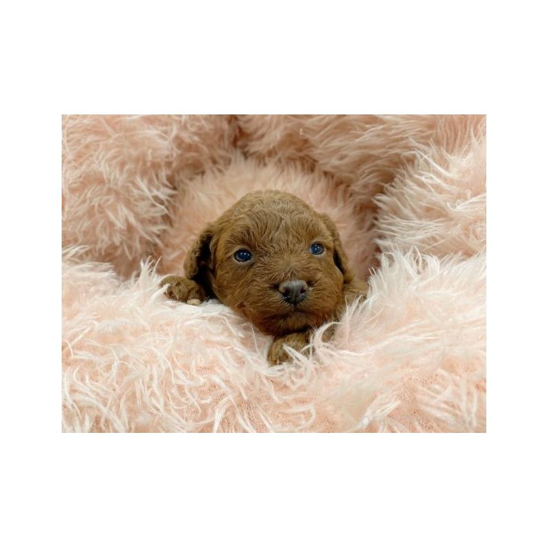 販売中の新潟県のトイプードル-442096の3枚目