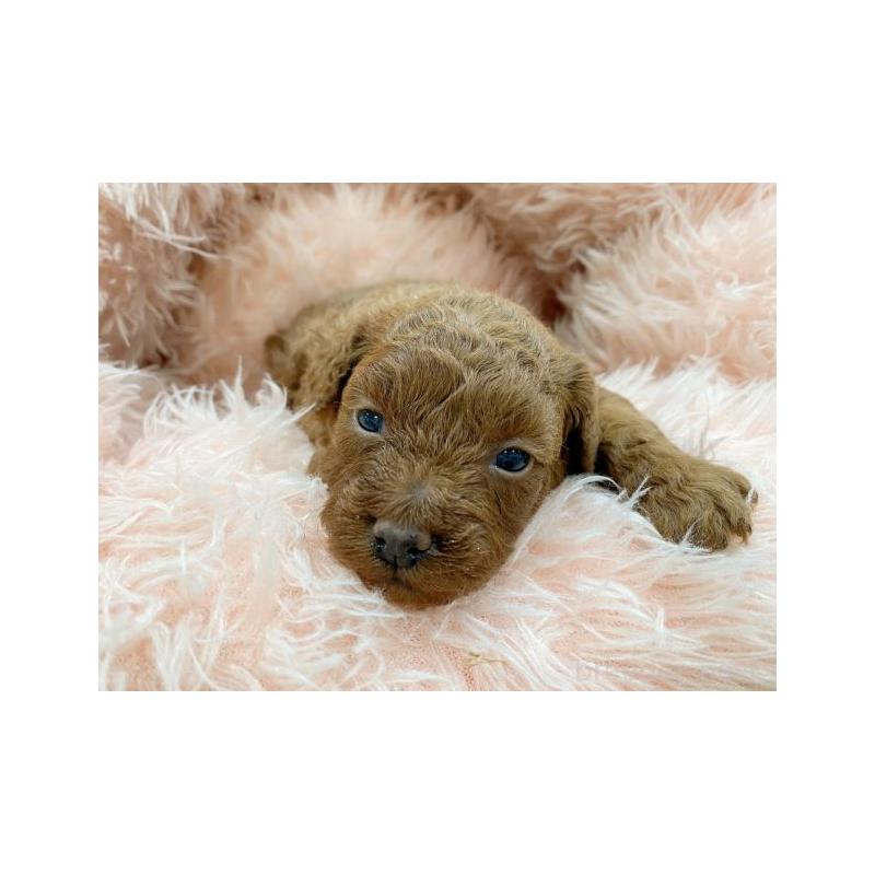 販売中の新潟県のトイプードル-442096の2枚目