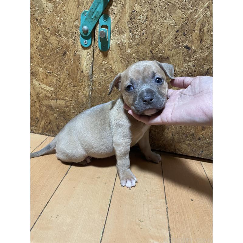 商談中の佐賀県のアメリカンピットブルテリア-435130の4枚目