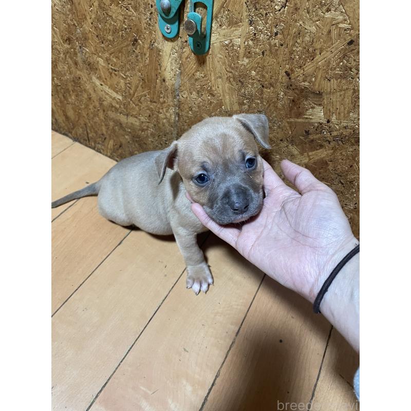 商談中の佐賀県のアメリカンピットブルテリア-435130の3枚目