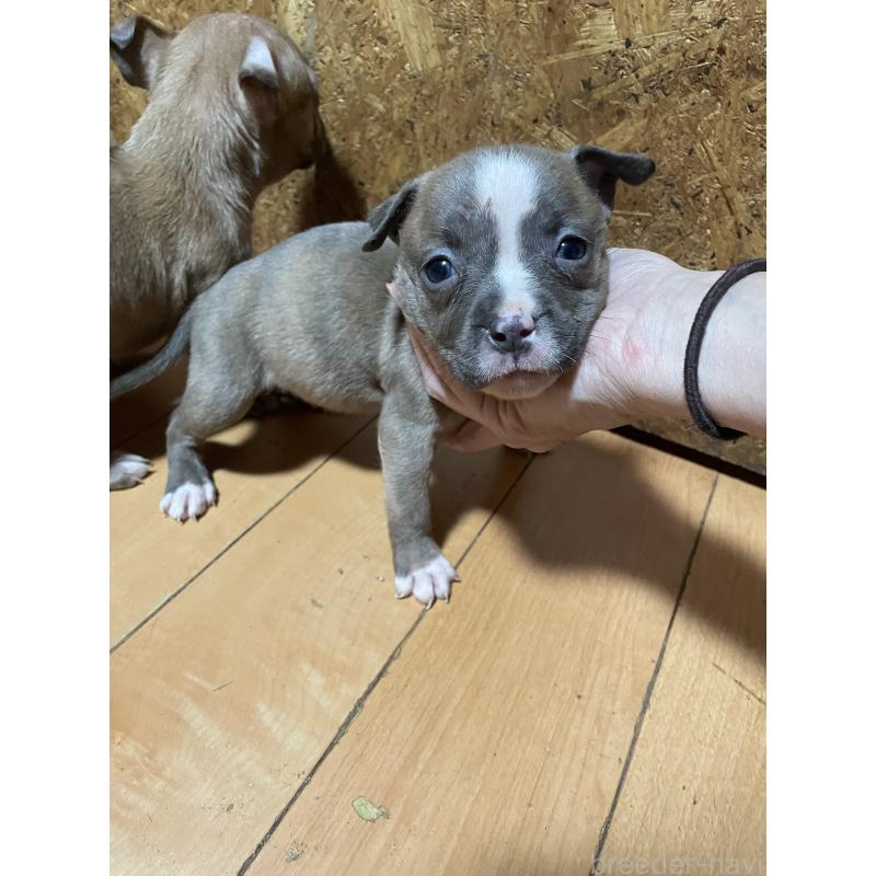 販売中の佐賀県のアメリカンピットブルテリア-435129の8枚目