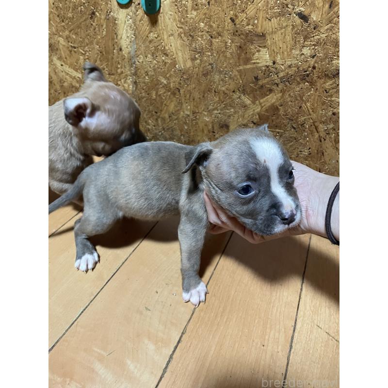 販売中の佐賀県のアメリカンピットブルテリア-435129の7枚目