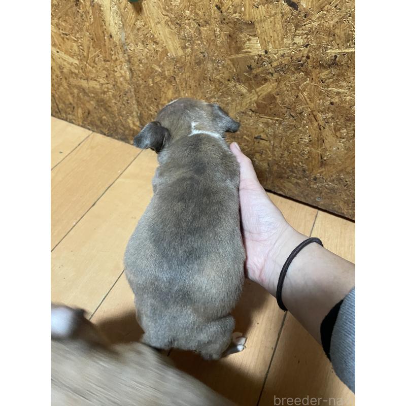 販売中の佐賀県のアメリカンピットブルテリア-435129の6枚目