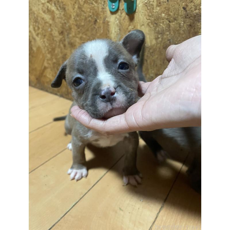 販売中の佐賀県のアメリカンピットブルテリア-435129