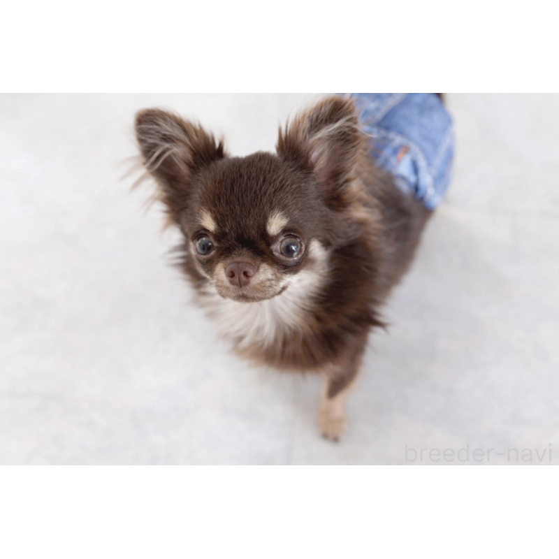 茶々太郎くん1枚目