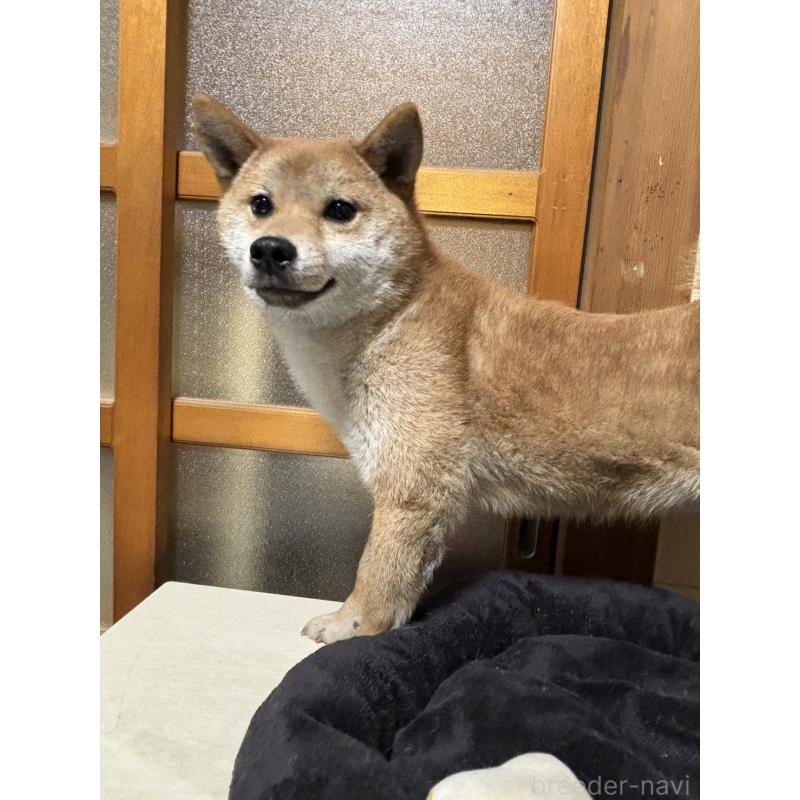 販売中の香川県の柴犬-401935の3枚目