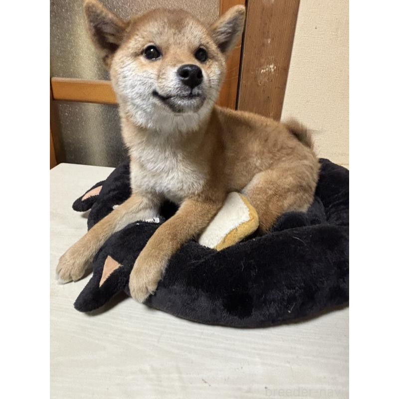 販売中の香川県の柴犬-432376