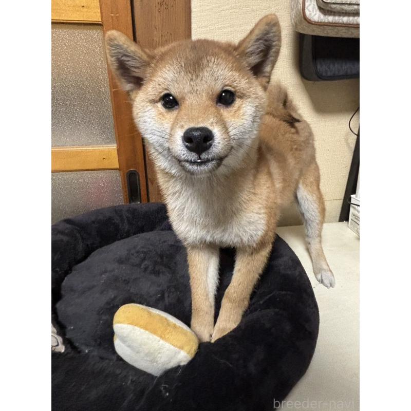 販売中の香川県の柴犬-432376の2枚目