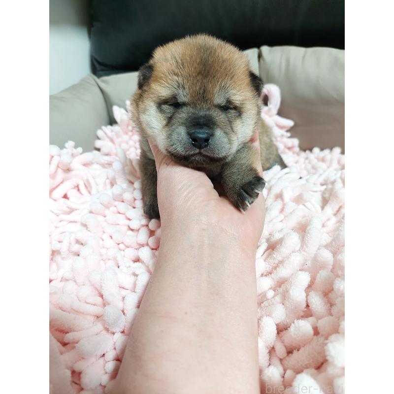 販売中の高知県の豆柴-438702の5枚目