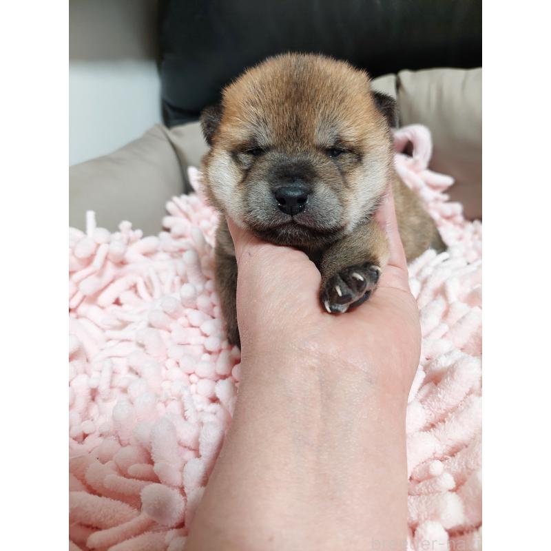 販売中の高知県の豆柴-438702の4枚目