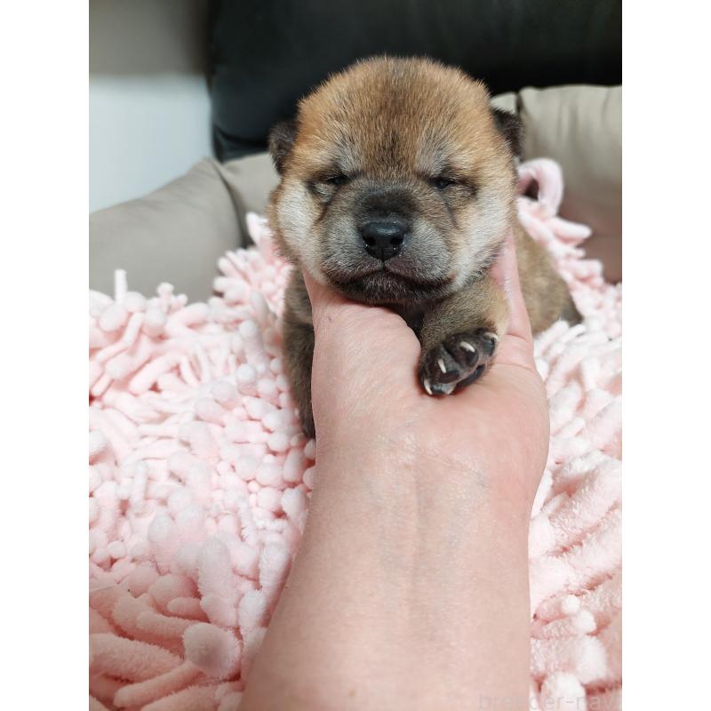 販売中の高知県の豆柴-438702の3枚目