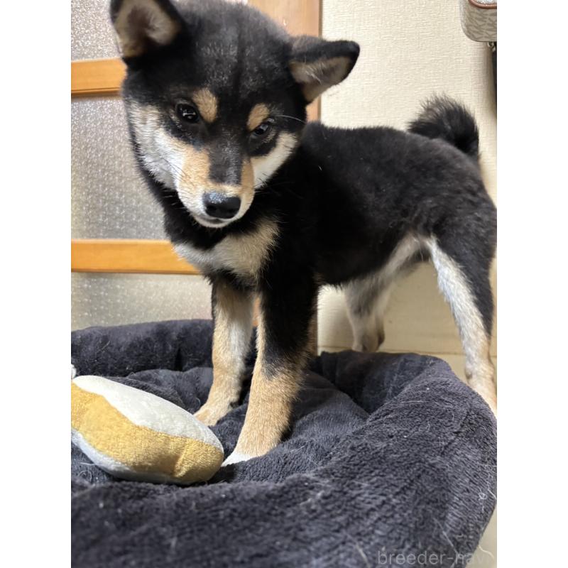 販売中の香川県の柴犬-432378の3枚目