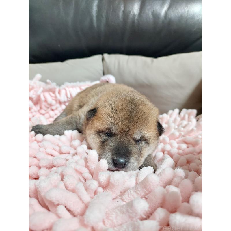 販売中の高知県の豆柴-438702の2枚目