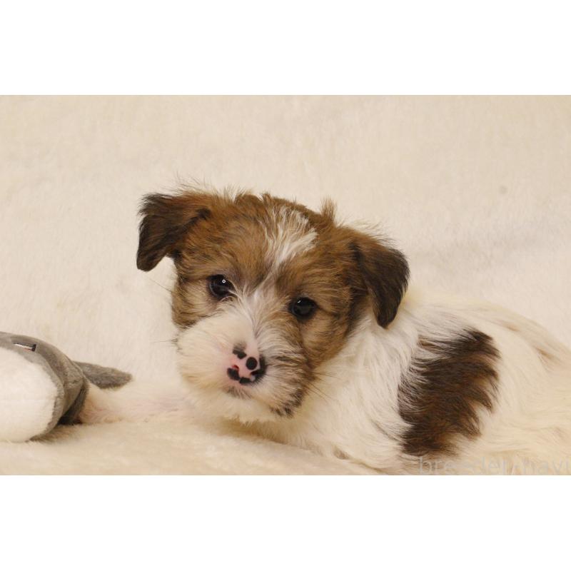 販売中の和歌山県のジャックラッセルテリア-442099の9枚目