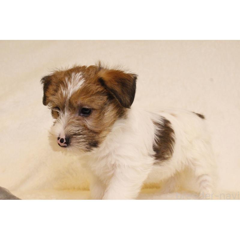 販売中の和歌山県のジャックラッセルテリア-442099の8枚目