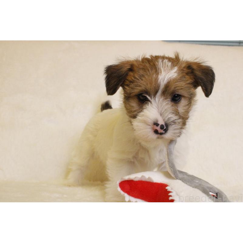 販売中の和歌山県のジャックラッセルテリア-442099の7枚目