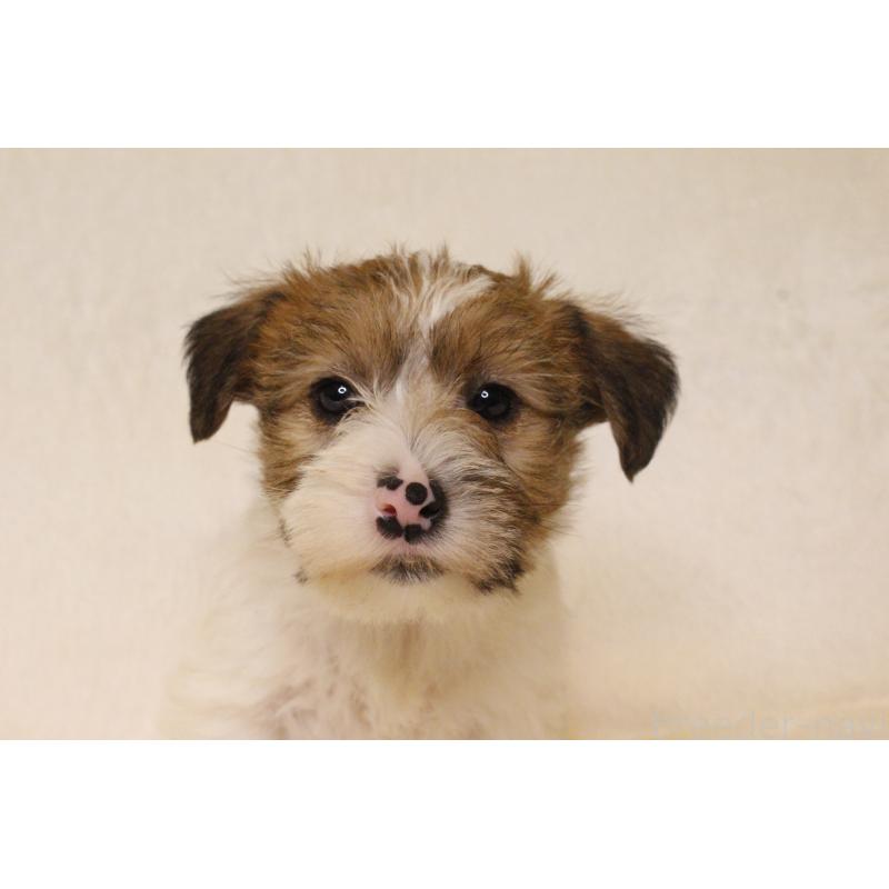 販売中の和歌山県のジャックラッセルテリア-442099の6枚目