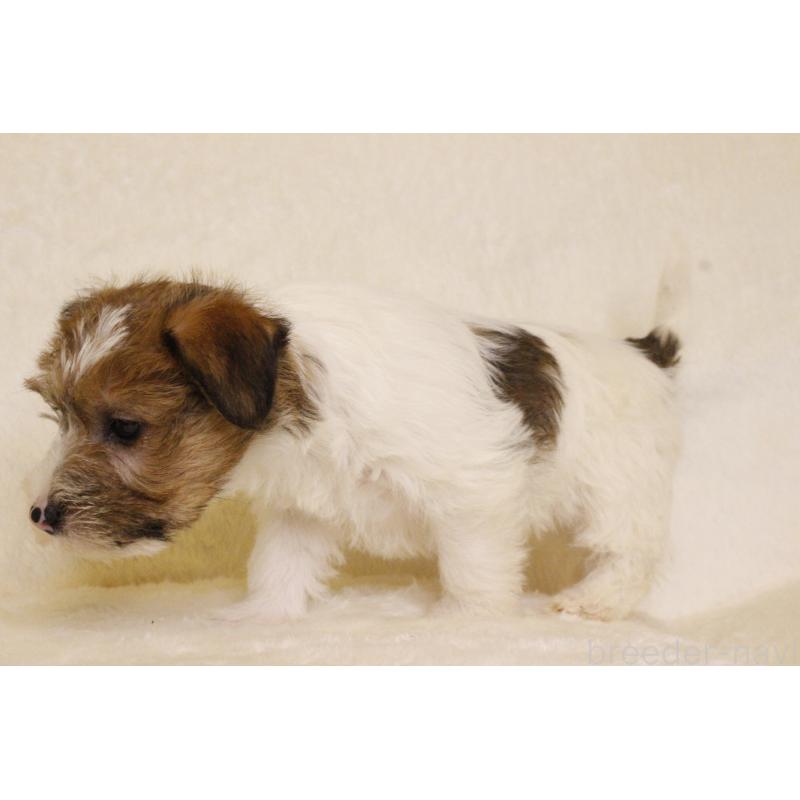 販売中の和歌山県のジャックラッセルテリア-442099の4枚目