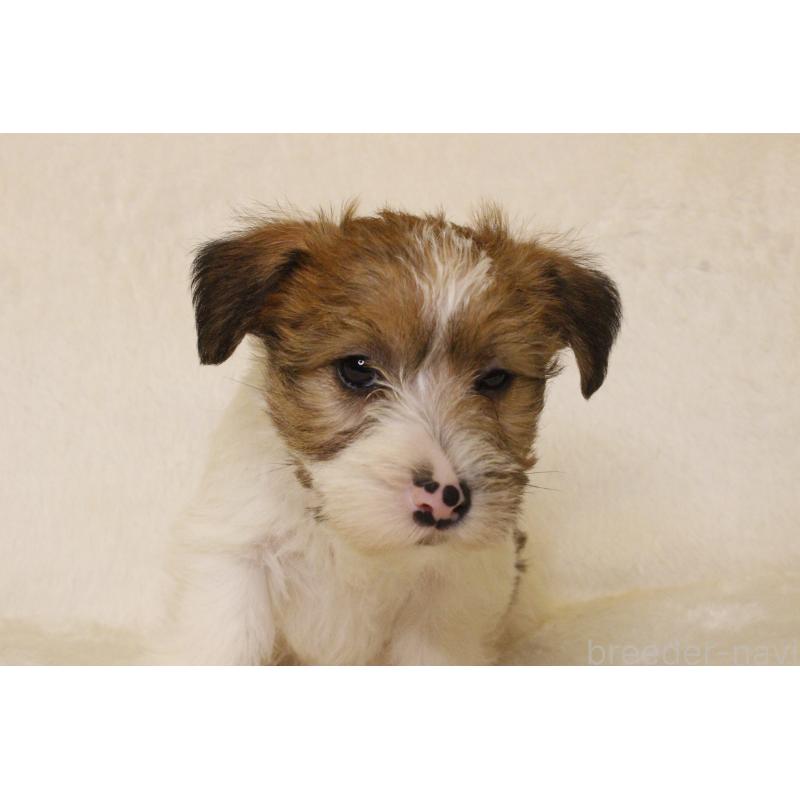 販売中の和歌山県のジャックラッセルテリア-442099の3枚目