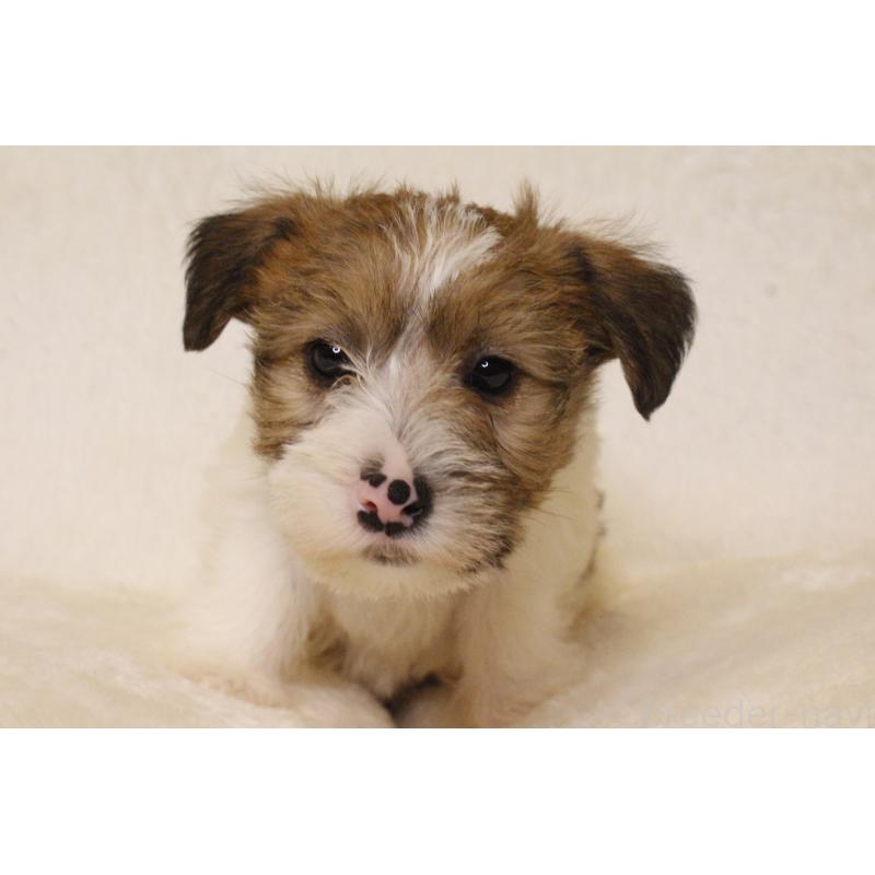 販売中の和歌山県のジャックラッセルテリア-442099の2枚目