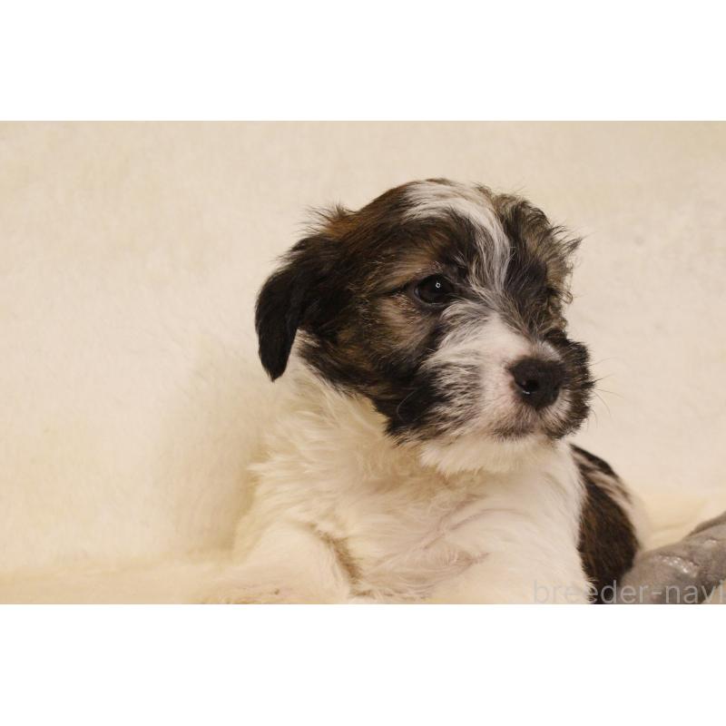 販売中の和歌山県のジャックラッセルテリア-442100の11枚目