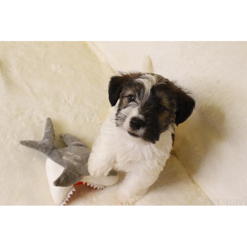 販売中の和歌山県のジャックラッセルテリア-442100の10枚目